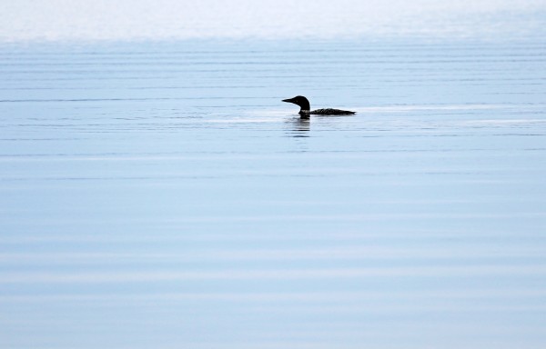 Loon In Early Morning Light by Deb Oppermann